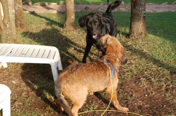 BONIFACIO - Mosè gioca con il cucciolone da noi soprannominato 