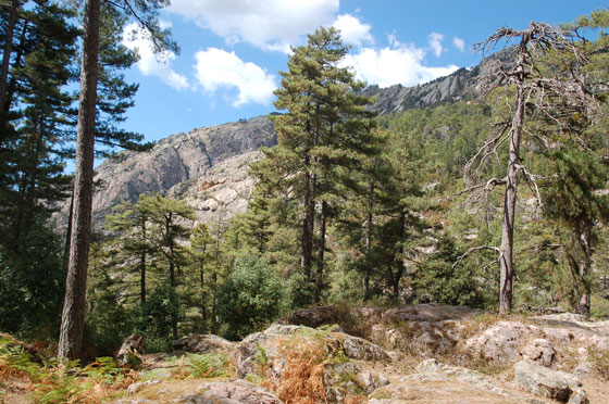 FORÊT D'AÏTONE - Il facile sentiero che in 2 ore e mezzo di cammino conduce da Evisa ad una serie di piscine naturali cristalline nella foresta d'Aïtone