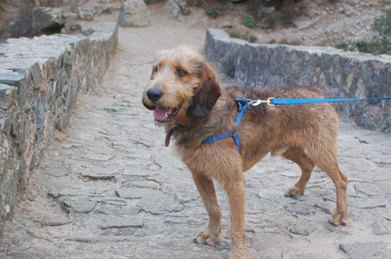 OTA - Da Ponte Vecchju a Ponte Zaglia, la vecchia mulattiera unico collegamento tra Ota ed Evisa