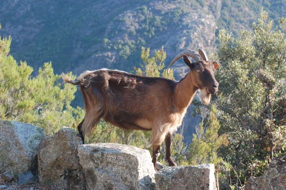 CORSICA - Caprette sulla D84, la strada che sale a Col de Verghio