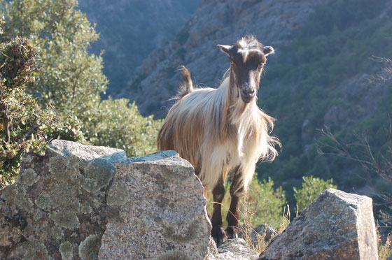 ADDIO CORSICA - Una signora capretta 