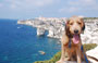 CHEMIN PÉDESTRE DES FALAISES. Mosè sullo sfondo di Bonifacio - possiamo avere noi un cane così vanesio?