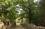 EVISA. Chemin des Chataigniers - passeggiata tranquilla all'insegna del relax e della quiete verso le cascatelle e le piscine naturali