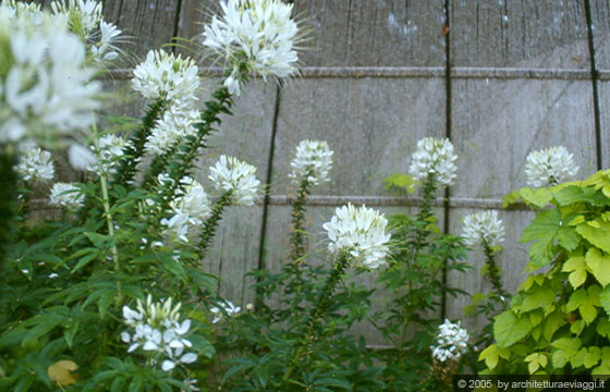 VALLE DELLA LOIRA - BLESOIS - Chateau de Chaumont sur Loire - GIARDINI ED EROTISMO: Les Petales du desir 2