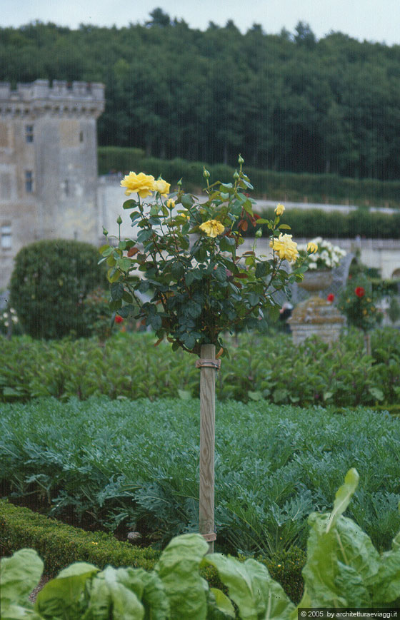 VALLE DELLA LOIRA - TURENNA - Chateau de Villandry - Potager - La pianta di rosa