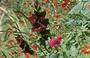 NORMANDIA - GIVERNY. Casa Museo di Claude Monet - particolare delle varie  composizioni di fiori e piante di diverso colore