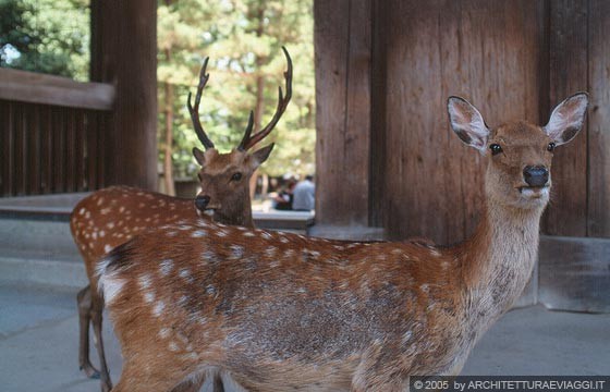 NARA - Todai-ji - Nandai-mon: i cervi 