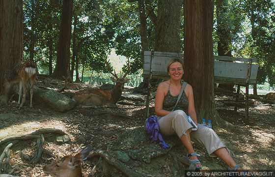NARA - Nara-koen: io sosto all'ombra del bosco tra i branchi di cervi