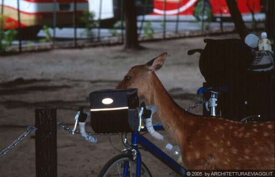 NARA - Nara-koen: un cervo 