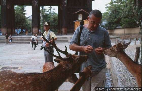 NARA - Nei pressi del Nandai-mon: Francesco nutre i cervi con gli shika-sembei 