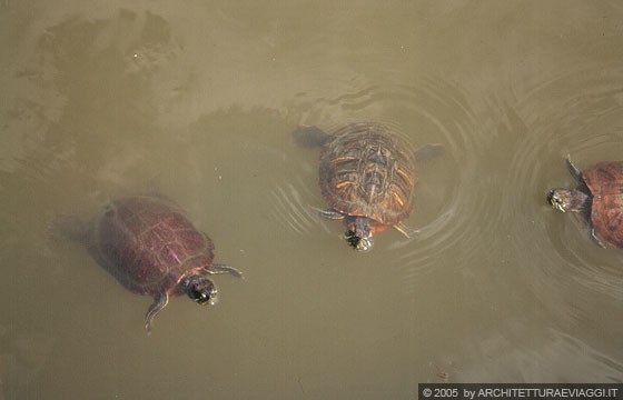 NARA - Laghetto Sarusawa-ike: ci divertiamo ad osservare le tartarughe a mollo