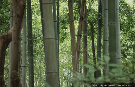 KYOTO - ARASHIYAMA - OKOCHI SANCHO - il fusto dei bambù presenta internodi cavi e nodi cilindrici molto evidenti dai quali si sviluppano le foglie sottili e lanceolate