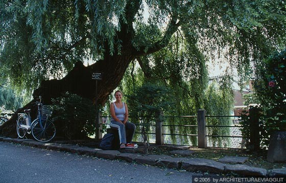 TAKAYAMA - Nei pressi del Nakabashi Bridge ci fermiamo per una sosta all'ombra del grande albero sull'argine del fiume Miya