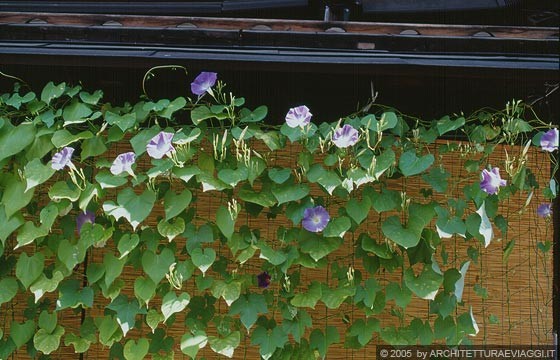 TAKAYAMA - Nei pressi del Nakabashi Bridge - particolare