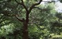 KYOTO CENTRO. CASTELLO NIJO-JO - Gli splendidi alberi del Ninomaru Palace Garden