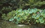 KYOTO NORD-OVEST. TAIZO-IN-TEMPLE - piante acquatiche nello stagno di questo elegante giardino di passaggio