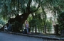 TAKAYAMA. Nei pressi del Nakabashi Bridge ci fermiamo per una sosta all'ombra del grande albero sull'argine del fiume Miya