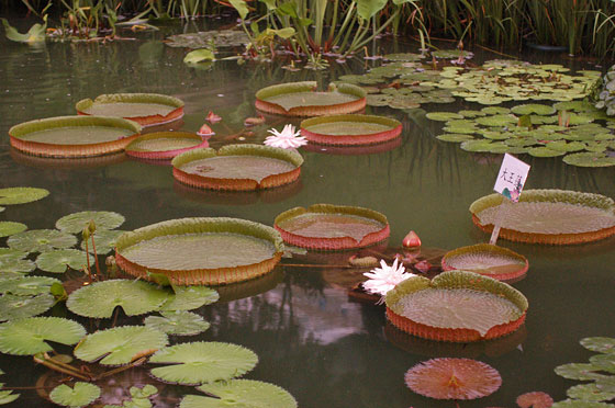 HONG KONG PARK - Ninfee nel lago artificiale