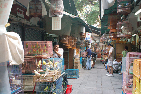 MONG KOK - I chioschi del Mercato degli Uccelli annoverano, in un grazioso e 