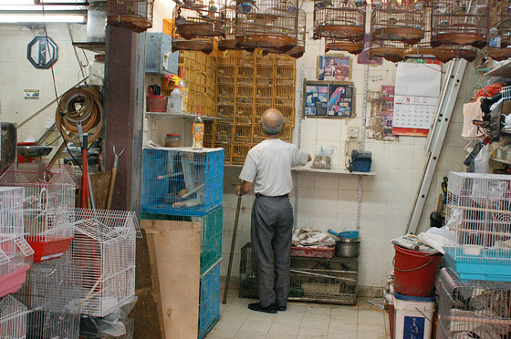 GIARDINO DEGLI UCCELLI MONG KOK - Un anziano venditore controlla i suoi canarini