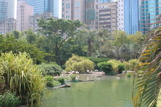 PARCO DI KOWLOON - I fenicotteri rosa al Bird Lake si pavoneggiano sullo sfondo degli alti edifici di Canton Road
