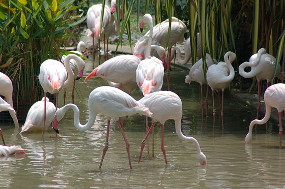 PARCO DI KOWLOON - I fenicotteri rosa sono gli abitanti più famosi del parco