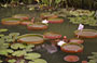 HONG KONG PARK. Ninfee nel lago artificiale