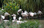 PARCO DI KOWLOON. I fenicotteri rosa al bird lake