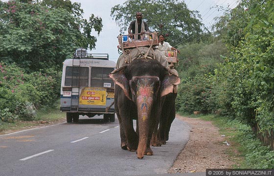 RAJASTHAN ORIENTALE - Jaipur - verso l'Amber Fort - un elefante riccamente decorato