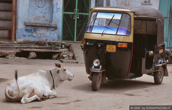 UDAIPUR - Vita da strada: un autorsciò e una mucca