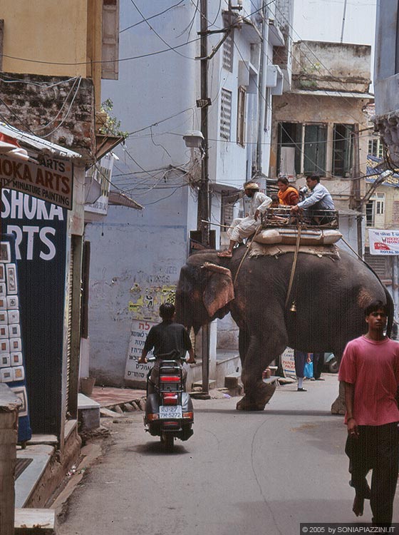 RAJASTHAN MERIDIONALE - Un robusto pachiderma trasporta persone muovendosi tra le strette viuzze di Udaipur 