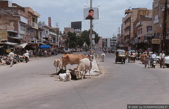 UDAIPUR - Passeggiando per le strade della città si assiste divertiti allo spettacolo della 
