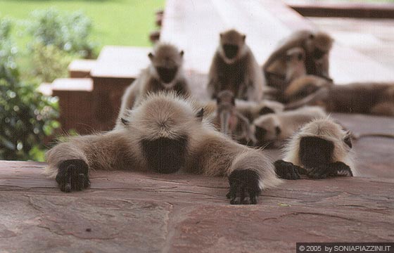 AGRA - Mausoleo di Akbar - due scimmie dormono appoggiate al muretto di un marciapiede del parco