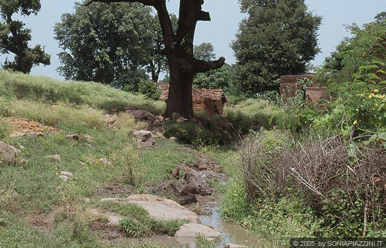 MADHYA PRADESH - Attraversando la campagna verso Khajuraho Village: un corso d'acqua con bufali indiani 