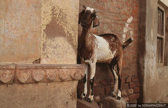 UTTAR PRADESH - Varanasi - la capretta