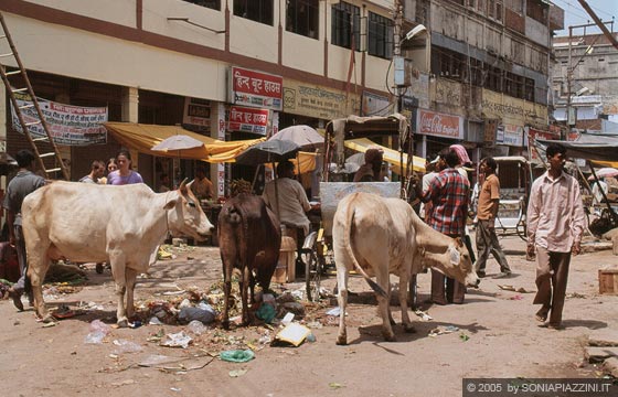 VARANASI - Sporco e caos nell'animata Dasaswamedh Ghat Road