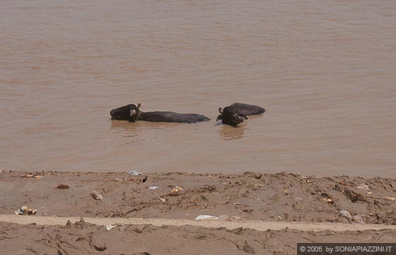 VARANASI - Il Gange e i bufali indiani 
