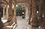 RANAKPUR. Chaumukha Temple - il patio con un meraviglioso albero secolare