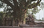 KHAJURAHO. Templi del gruppo occidentale - la statua di Ganesh sulla piattaforma del Matangesvara Temple e sullo sfondo il grande albero