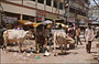 VARANASI. Sporco e caos nell'animata Dasaswamedh Ghat Road