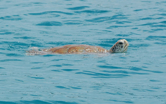 Nuotare con una tartaruga al largo delle Perhentian