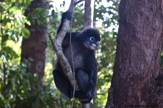 PULAU BESAR - Un sentiero nella giungla attraversa l'isola