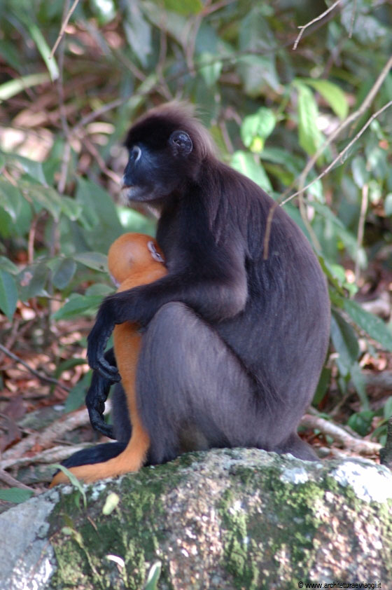 PULAU PERHENTIAN BESAR - Avete mai visto una scimmia con un piccolo 