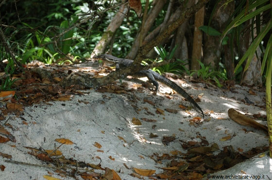 TURTLE BEACH - Un piccolo varano alle spalle dei nostri teli 