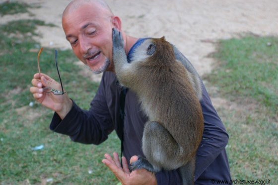CHERATING - La scimmia è davvero scatenata!