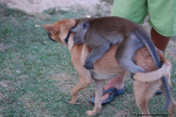 CHERATING - Che birbante, adesso la scimmia ha preso di mira un cane!