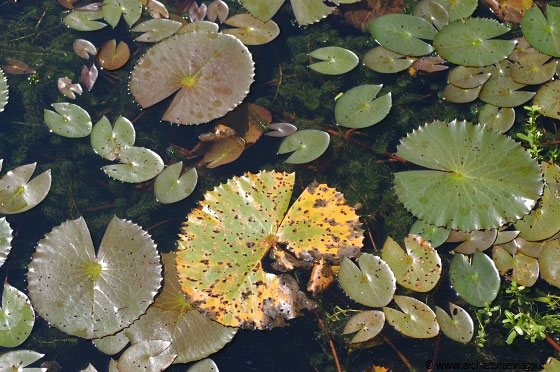 CHERATING - I fior di loto del laghetto di Villa de Fedella