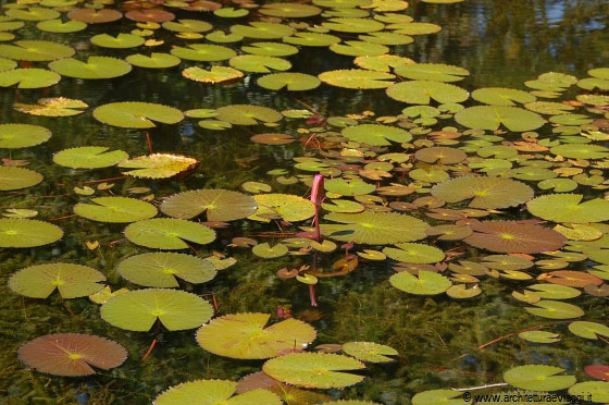 CHERATING - Villa de Fedella: lo stagno dei loto