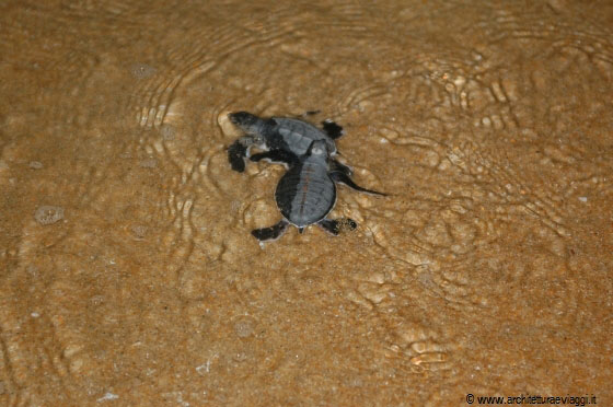 COSTA EST - Assistiamo alla corsa dei piccoli verso il mare aperto, purtroppo non tutti sopravviveranno