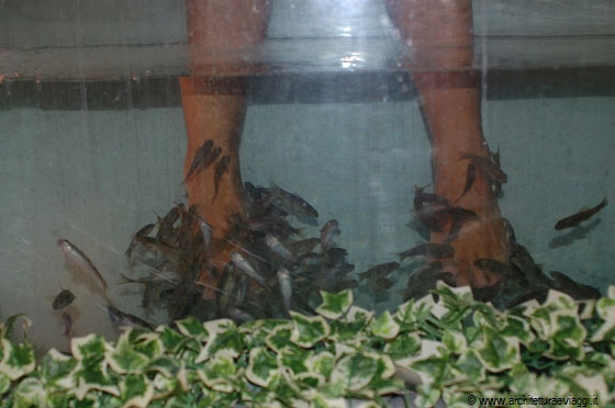 KUALA LUMPUR - Al 6° piano del Berjaya Times Square la Foot Master Dr Fish Spa è ideale per provare il pediluvio con il pesce Dottore